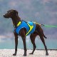 Axaeco Gilet Per Cani All-Rounder Blu Royal