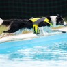Axaeco Giubbotto Salvagente Aquadog